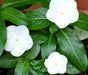 Periwinkle seed | white Vinca - Annual flowers - Caribbeangardenseed
