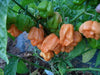 Peach Scotch Bonnet ,hot pepper seed - Capsicum chinense - Caribbeangardenseed