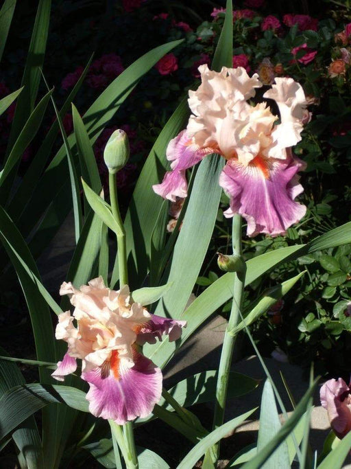 Iris Cherry Blossom Song,Perennial Plant Rhizome - Caribbeangardenseed