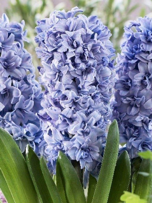Hyacinth Bulb "Blue Tango",beautiful blue Flowers, Fragrant - Caribbeangardenseed
