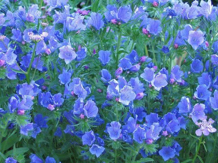 Viper's Bugloss Flowers Seeds (Echium Plantagineum) - Blue Bedder,Biennial ,Zones: 3 - 8 - Caribbeangardenseed