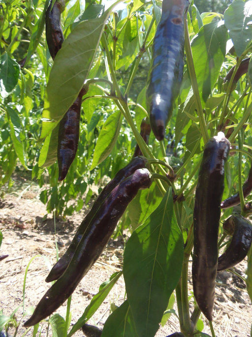 Tasmanian Black Hot Pepper ,Capsicum annuum, HOT - Caribbeangardenseed
