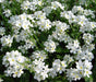 Forget Me Not -White FLOWERS, Ground cover - Caribbeangardenseed