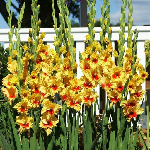 Gladiolus bulbs (corms)- Jester ,Summer flowering, Perennial - Caribbeangardenseed