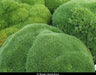 Knawel cushion Seeds. ( Scleranthus Biflorus ssp.) Mossy scabweed, groundcover - Caribbeangardenseed