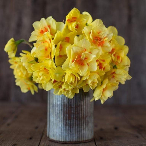 Daffodil Queensday , Top size Bulbs 15/17 cm, fall bulbs - Caribbeangardenseed