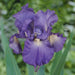 Iris Germanica Victoria Falls' Bearded Iris, Perennial Bareroot Plant - Caribbeangardenseed