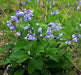Virginia Bluebells (Bareroot ) Mertensia virginica-Native,woodland wildflower - Caribbeangardenseed
