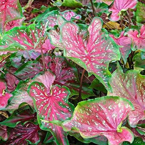 Pink Lance Whorton Strap Leaf Caladium - Caribbeangardenseed