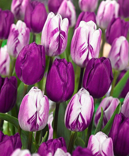 Tulip Purple's mix, Flower Bulbs - Caribbeangardenseed
