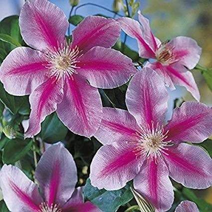 Clematis Piilu or Little Duckling (Dormant Bare Root) hardy flowering Vine,Perennial - Caribbeangardenseed