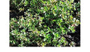 Shepherd's Thyme Seeds (,THYMUS serpyllum hort.) Organic Perennial Herb - Caribbeangardenseed