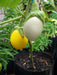 Ornamental Eggplant Golden Eggs - Solanum Melongena - Caribbeangardenseed