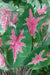 Caladium bicolor 'Halderman' Bulbs,Tropical Look, Jamaican Coco Rose - Caribbeangardenseed