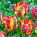 Tulip Rainbow Parrot Fall Planting Bulbs.Shipping now! - Caribbeangardenseed