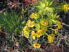 10 Nice spurge, Honey-flowered spurge (Euphorbia nicaeensis) succulent - Caribbeangardenseed