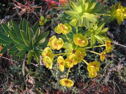 10 Nice spurge, Honey-flowered spurge (Euphorbia nicaeensis) succulent - Caribbeangardenseed