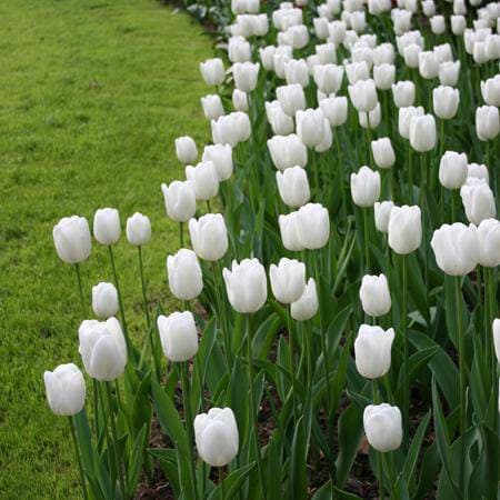 Tulip 'White Dream' BULBS) SPRING Flowers - Caribbeangardenseed