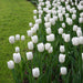 Tulip Royal Virgin (BULBS) Excellent for Bouquets Flowers - Caribbeangardenseed