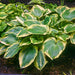 Earth angel hosta (Bareroot PLANT) Perennial - Caribbeangardenseed