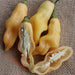 Sugar Rush Peach ,hot pepper seed - Capsicum baccatum - Caribbeangardenseed