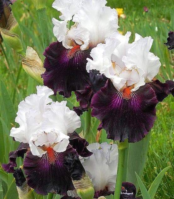 STARRING,Tall Bearded Iris, BAREROOT Plants, Iris Germanica - Caribbeangardenseed