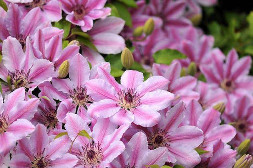 Live Plant -clematis nelly moser- Starter Plant - Caribbeangardenseed