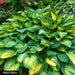 hosta paul's glory (Bareroot PLANT) Perennial - Caribbeangardenseed