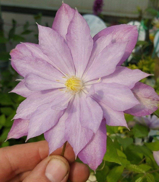 Clematis 'Proteus' (Dormant Bare Root) Early flowering ,Perennial vine - Caribbeangardenseed