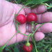 Satan's Kiss Pepper seeds,Capsicum annuum,Baccio Ciliegia Piccante, Italian Heirloom - Caribbeangardenseed