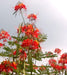 Pride of Barbados Seeds (National Flower Of Barbados) Tropical Caribbean Shrub - Caribbeangardenseed