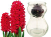 Hyacinth Bulb Forcing Kit -(Clear Glass Vase w/ Hyacinth Bulb ) Great gift - Caribbeangardenseed