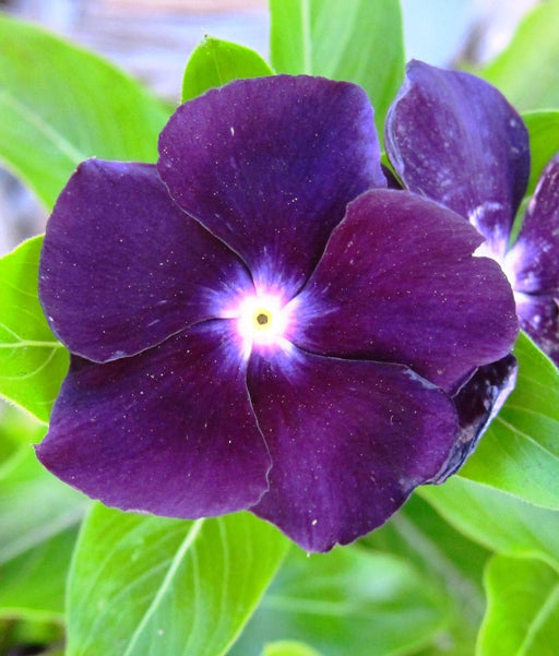 Vinca Periwinkle (sunstorm -PURPLE) - Annual flowers seed - Caribbeangardenseed