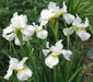 SNOW QUEEN Siberian iris ('Bareroot) ,Perennial FLOWERS - Caribbeangardenseed