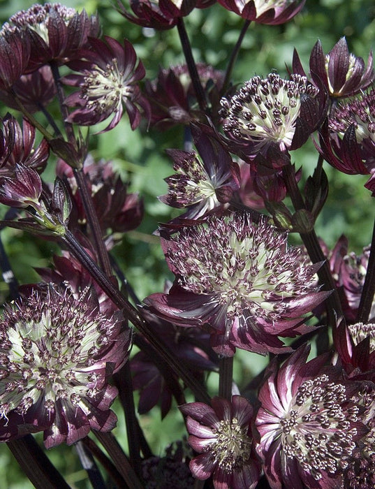 Astrantia, Star of FIRE ( plant/Root) perennial - Caribbeangardenseed