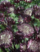 Astrantia, Star of FIRE ( plant/Root) perennial - Caribbeangardenseed