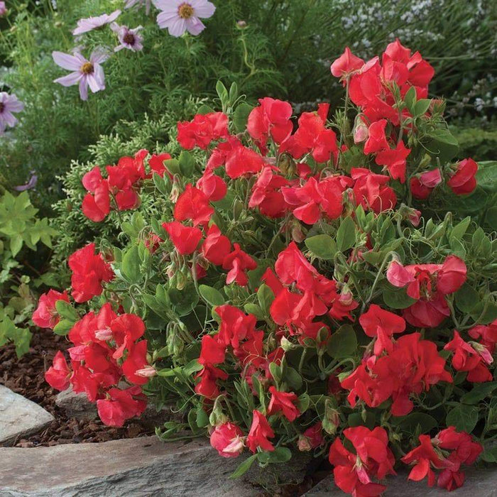 Royal Scarlet Sweet Pea - , Flowers Vine - Caribbeangardenseed