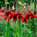 Strawberry Event - Asaitic Hybrid Lily, (3 Bulbs) Gorgeous flowers - Caribbeangardenseed