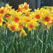 Narcissus 'Pimpernel' (Daffodil 'Pimpernel') FALL planting bulbs! - Caribbeangardenseed