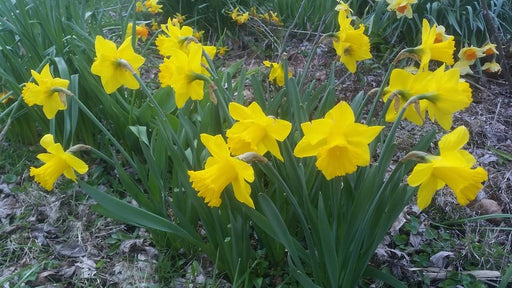Daffodil Primeur(Bulbs) yellow - Caribbeangardenseed
