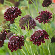 Pincushion Flowers seed, Scabiosa Atropurpurea Double Purple - Caribbeangardenseed