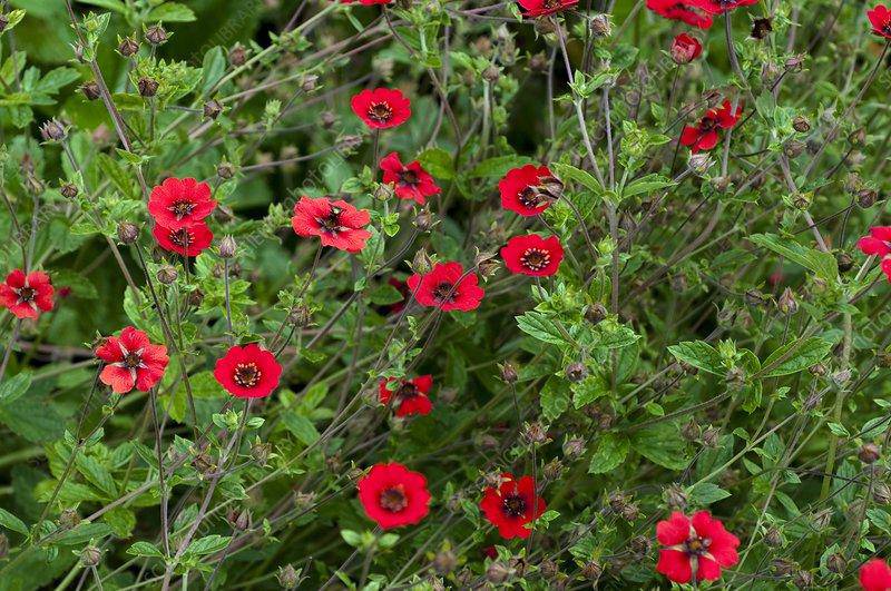 Cinquefoil, Scarlet SEEDS (Potentilla thurberi) PERENNIAL FLOWERS - Caribbeangardenseed