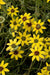 Chocolate Flowers (BERLANDIERA lyriata ) 10 Seeds - Green Eyes ,Chocolate Drop, - Caribbeangardenseed