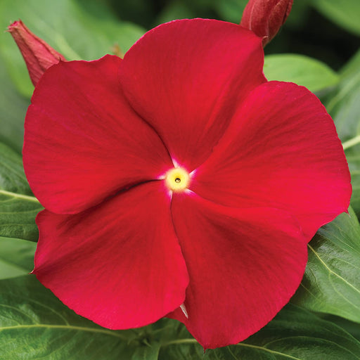 Vinca Periwinkle (sunstorm -BRIGHT RED) - Annual flowers seed - Caribbeangardenseed