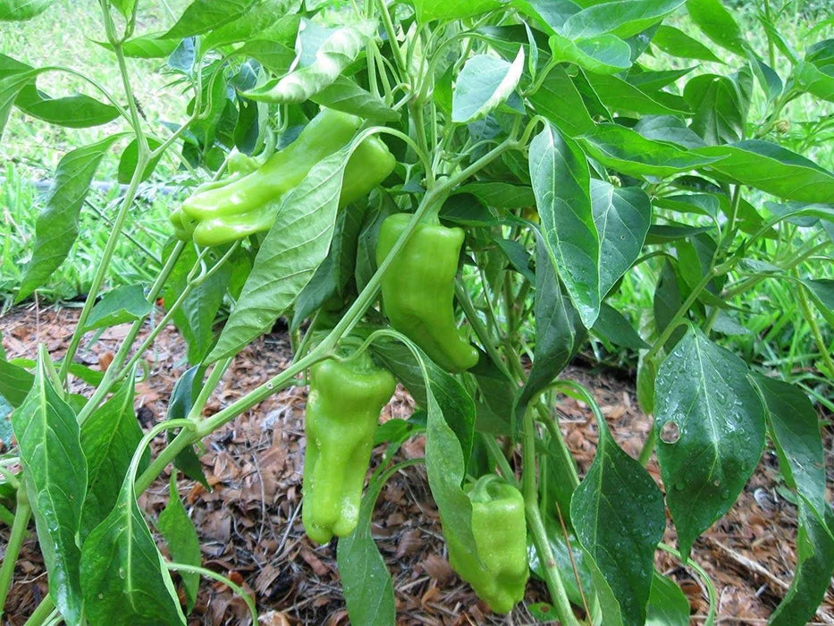 Shishito Sweet Pepper Seeds, Capsicum annum Asian Vegetable - Caribbeangardenseed