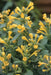Hummingbird Mint, Flowers Seeds ,ARIZONA SUN - Caribbeangardenseed
