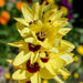 African Lily Bulbs, Ixia YELLOW - Caribbeangardenseed