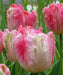 SILVER Parrot,,Tulip BULBS ,Fall Planting ,.Shipping now! - Caribbeangardenseed