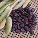Purple Lima Bean,10 SEEDS ( POLE BEAN) Heirloom, Non Gmo Untreated - Caribbeangardenseed