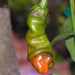 Red Peter Pepper Seeds (Capsicum annuum) Penis Pepper, - Caribbeangardenseed
